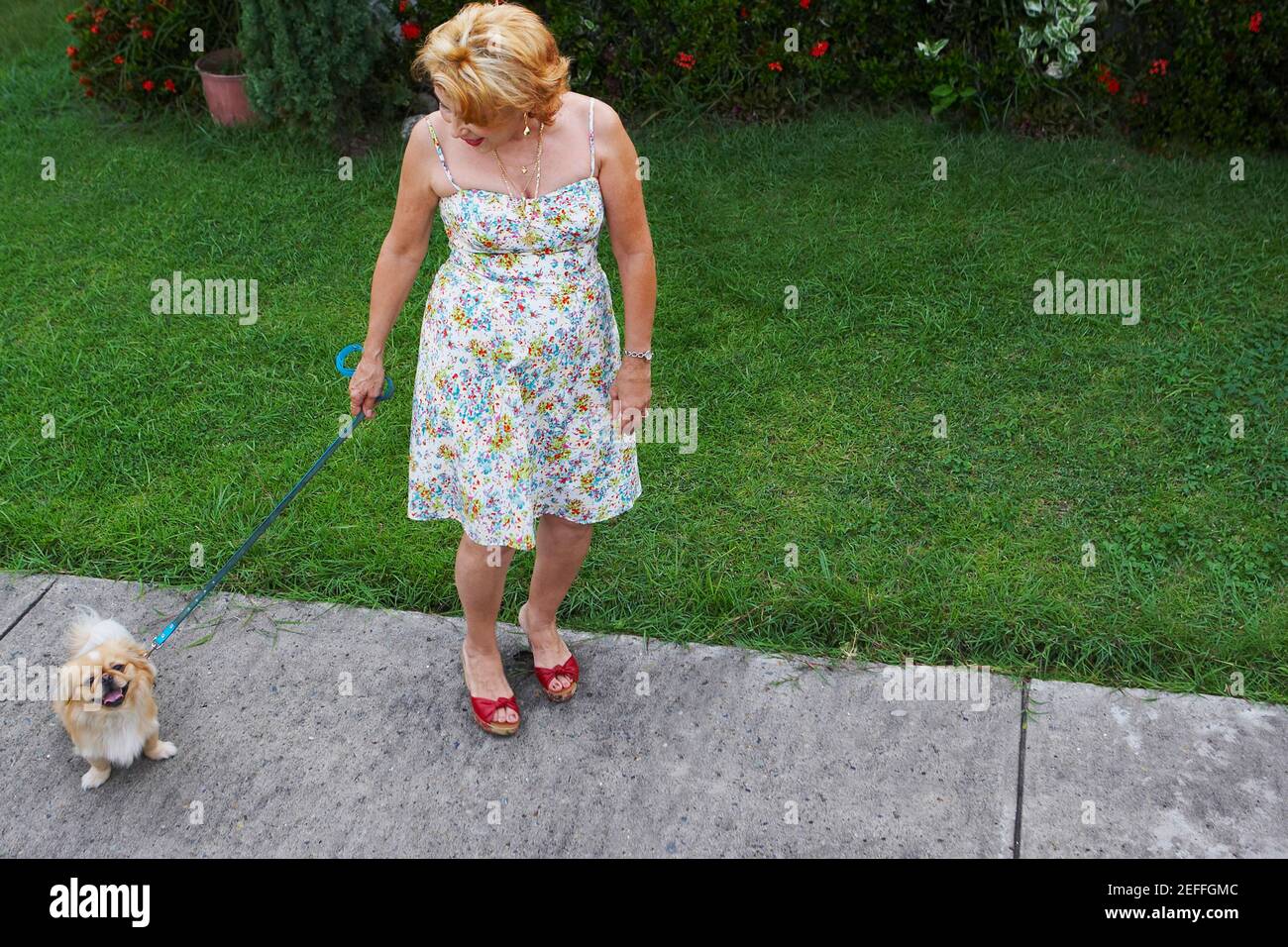 Elevato angolo di visione di un senior donna in piedi con un cane in un prato Foto Stock