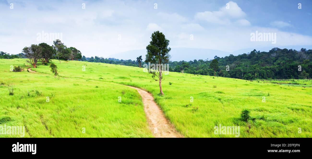 Vista aerea del sentiero sterrato nei campi verdi alla mattina della pioggia. Pianura verde nel Parco Nazionale di Khao Yai, Thailandia, Patrimonio dell'Umanità dell'UNESCO. Foto Stock