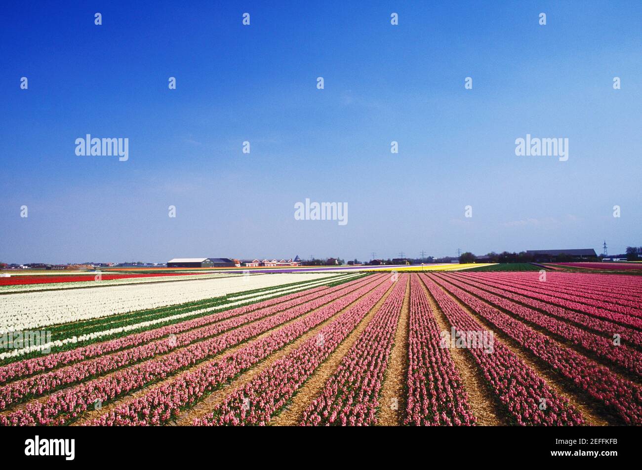 Vista panoramica dei fiori in un campo, Amsterdam, Paesi Bassi Foto Stock