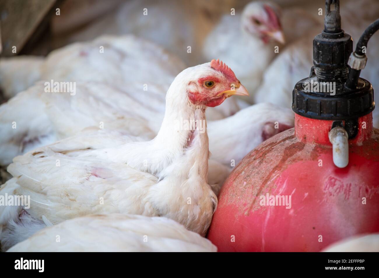I polli che mangiano nella penna in Valley Lee, MD Foto Stock