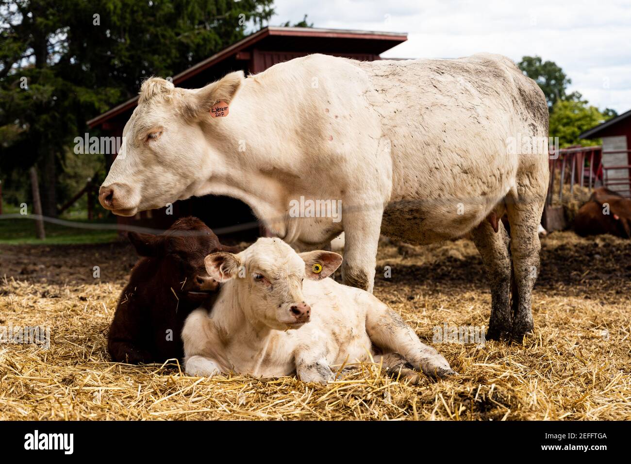 Una mucca bianca e due polpacci, uno bianco e uno marrone, in un ambiente agricolo presso il Canadian Food and Agriculture Museum di ottawa. Foto Stock