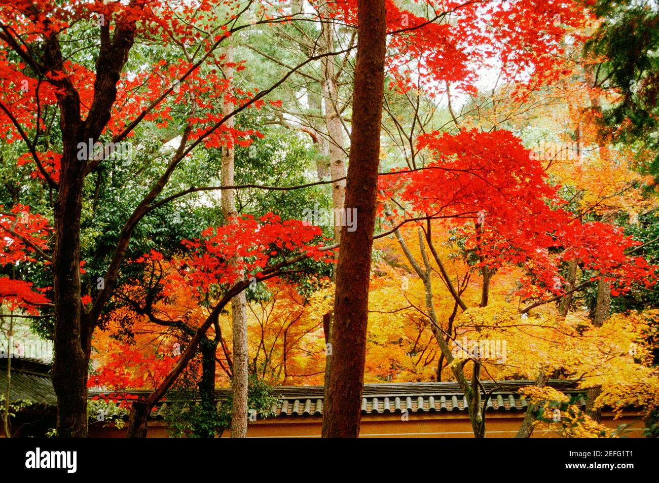 Vista ad angolo basso degli alberi, Tempio di Kinkakuji, Kyoto, Giappone Foto Stock