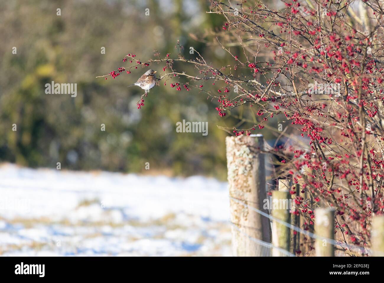 Fieldfare (Turdus pilaris) arroccato sul ramo di biancospino cespuglio in hedgerow nativo mangiare bacche in inverno con la neve a terra - Scozia, Regno Unito Foto Stock