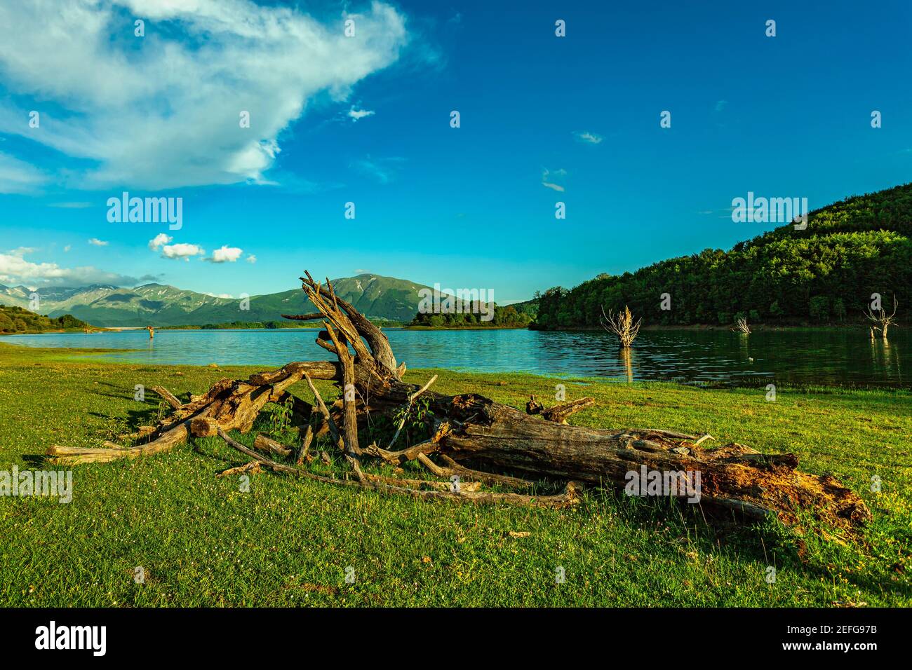 Tronco di albero caduto sulla riva del lago di Campotosto. Parco Nazionale del Gran Sasso e Monti della Laga, Abruzzo, Italia Foto Stock