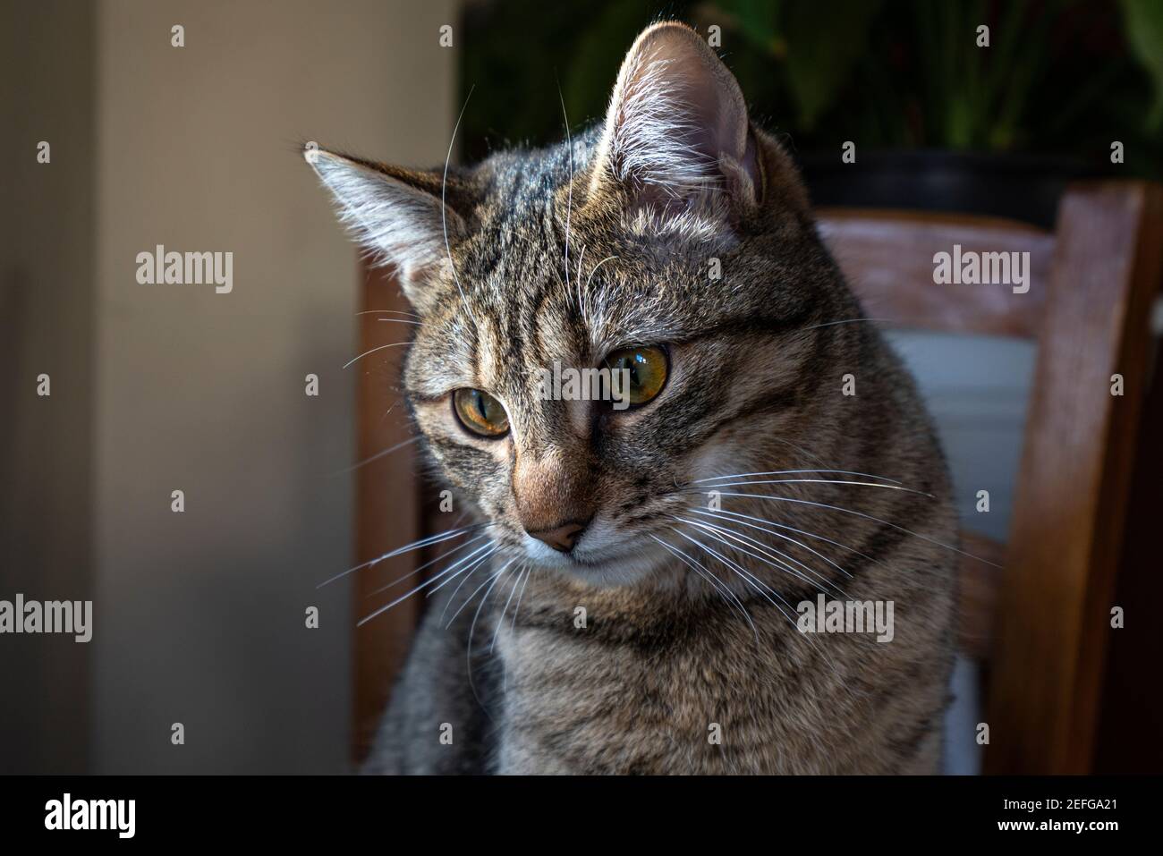 Gatto curioso alla finestra Foto Stock