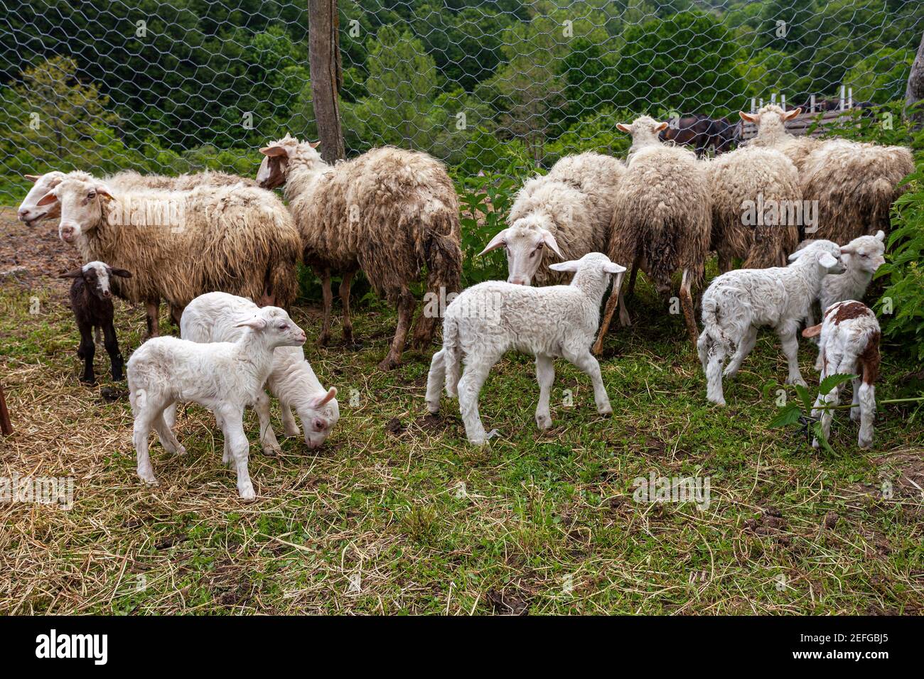 Gregge di pecore con agnelli in una recinzione. Abruzzo, Italia Foto stock  - Alamy