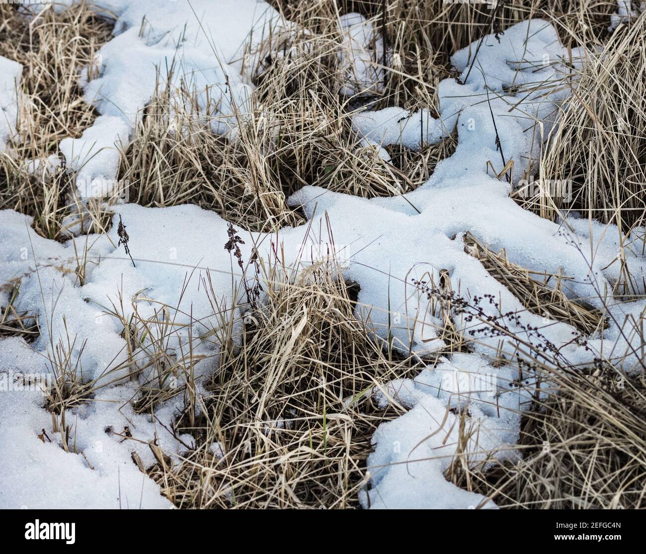 Veri residui di neve su erba secca prima dell'inizio della primavera Foto Stock