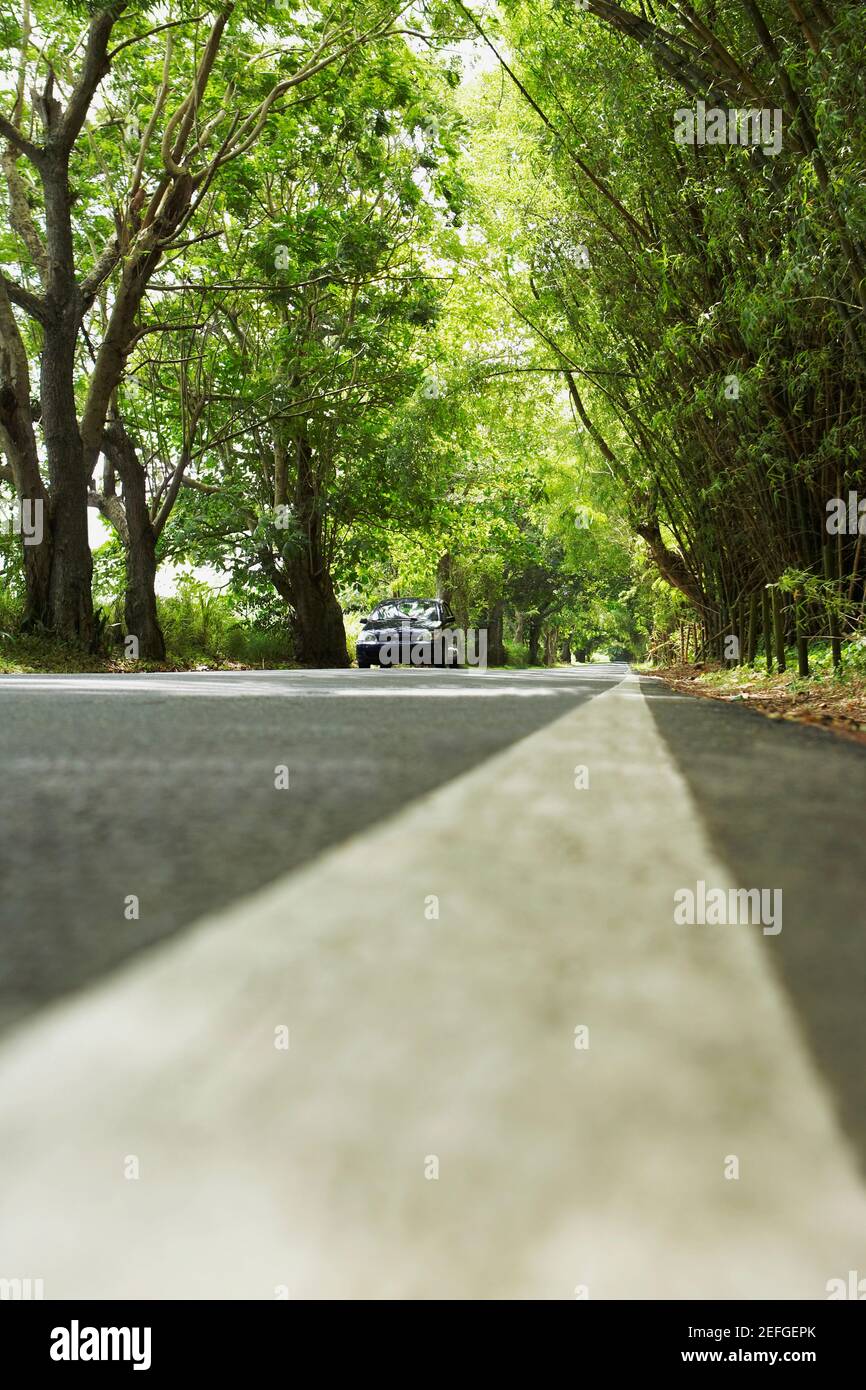 Road passando attraverso una foresta, Puerto Rico Foto Stock