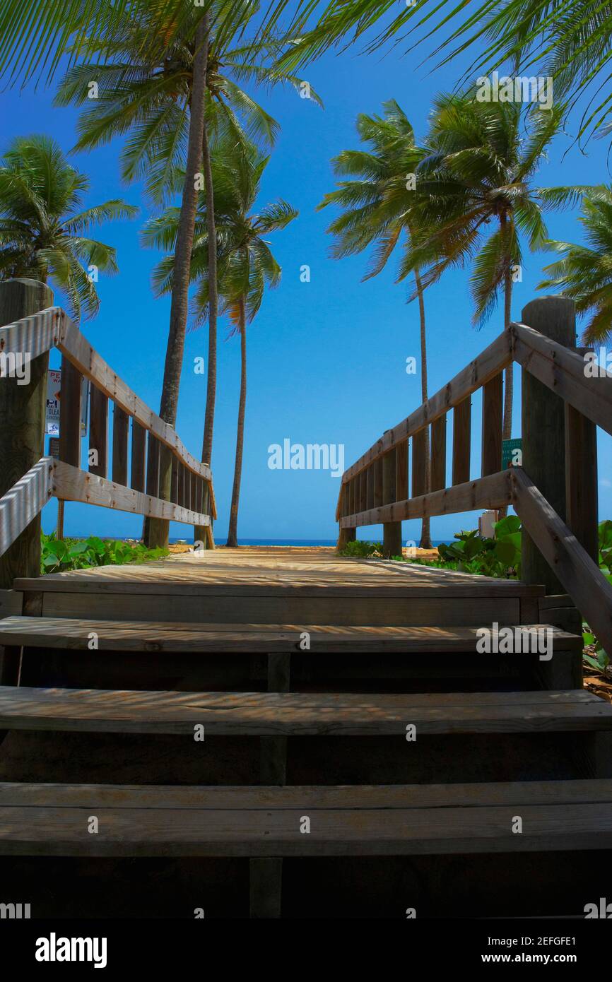 Palme vicino ad un ponte di legno, Pinones, Puerto Rico Foto Stock