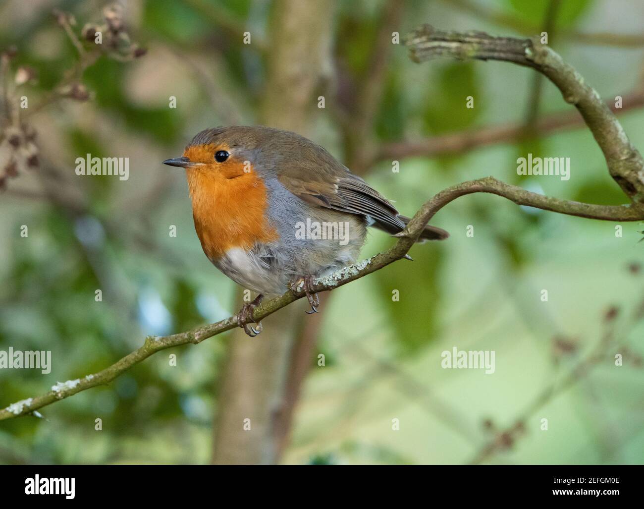 Un Robin su un ramo di albero, Preston, Lancashire. REGNO UNITO Foto Stock