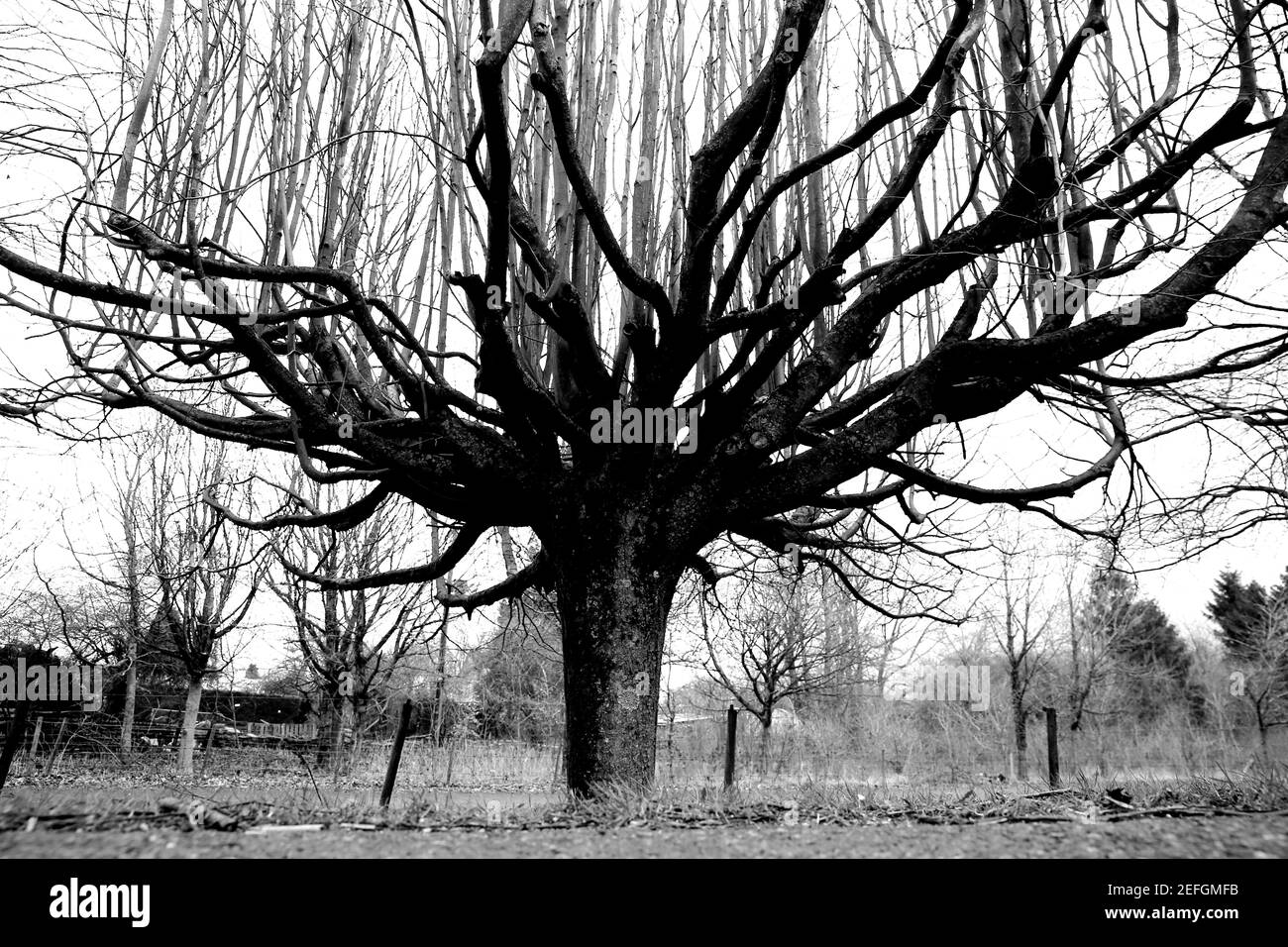 Albero invernale in Gloucestershire Foto Stock