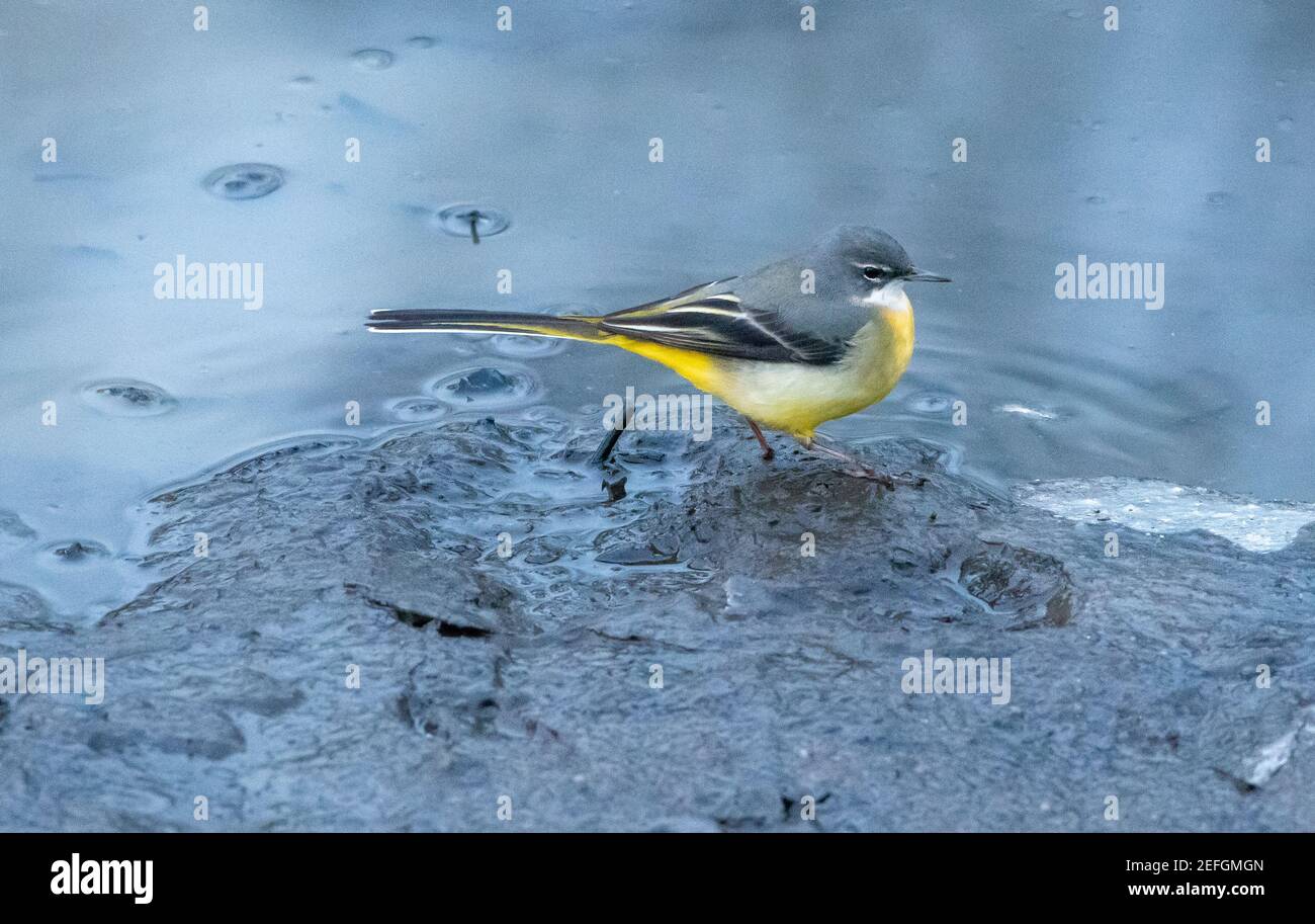 Un wagtail grigio su Kirk Mill stagno, Chipping, Preston, Lancashire. Foto Stock