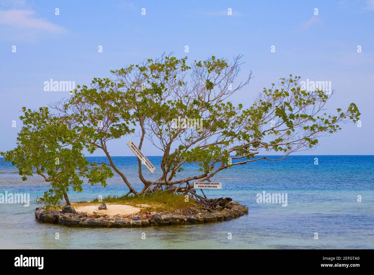 Alberi circondati da acqua, Las Palmas Resort, Roatan, Bay Islands, Honduras Foto Stock