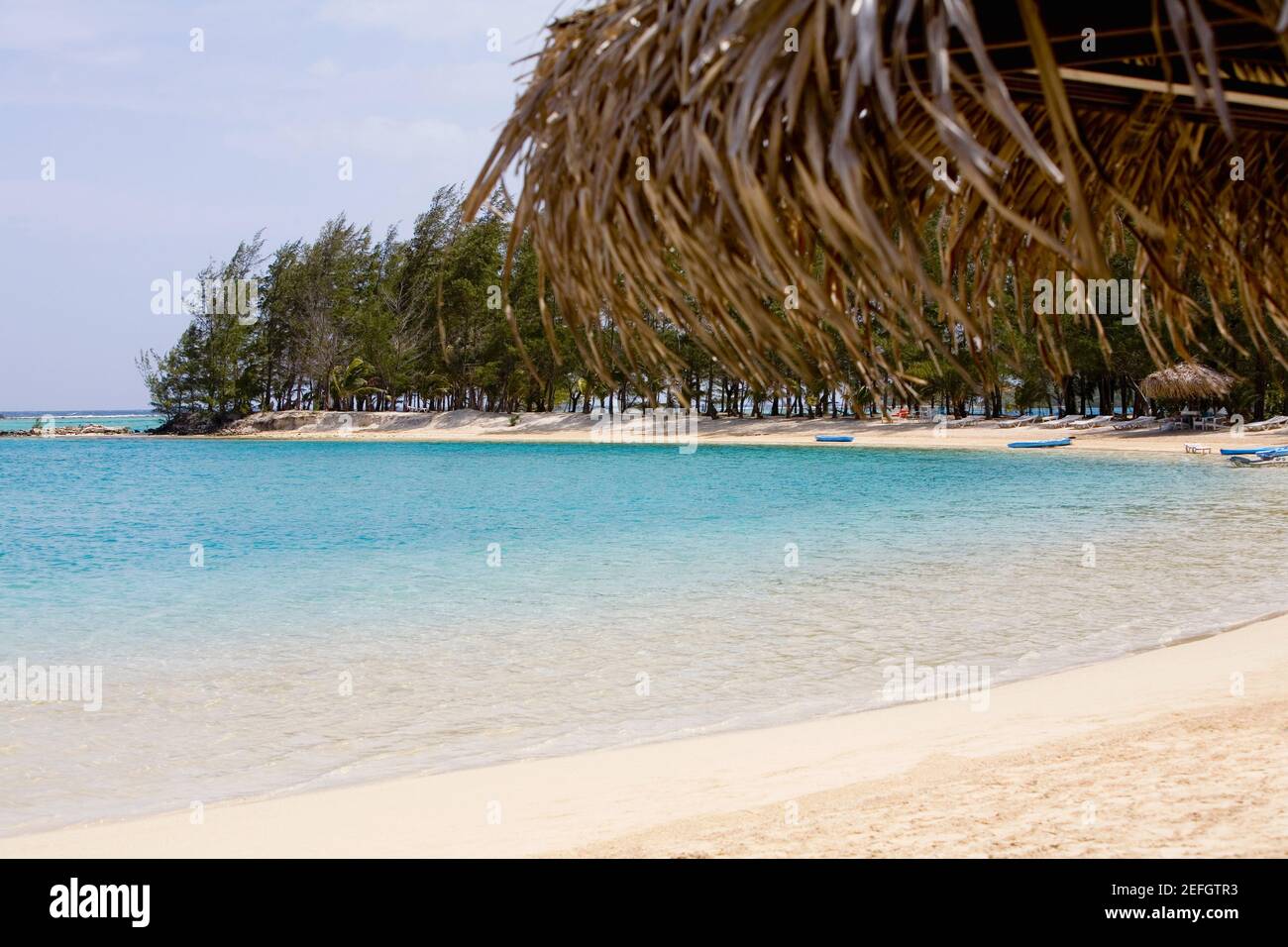 Alberi lungo il mare, Coral Cay, Dixon Cove, Roatan, Bay Islands, Honduras Foto Stock