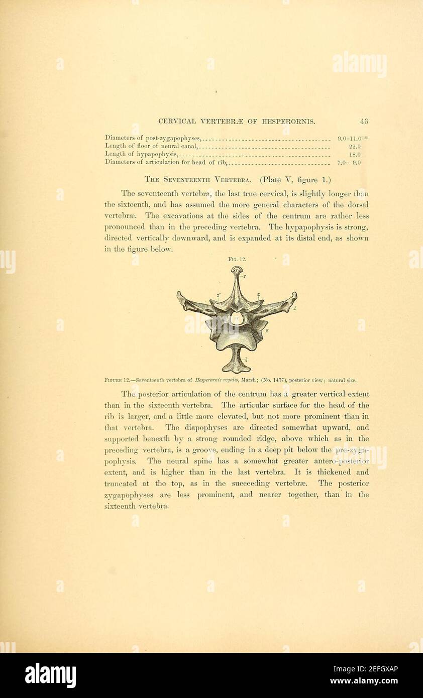 Odontornithes- Una monografia sul estinto uccelli dentati del Nord America Foto Stock