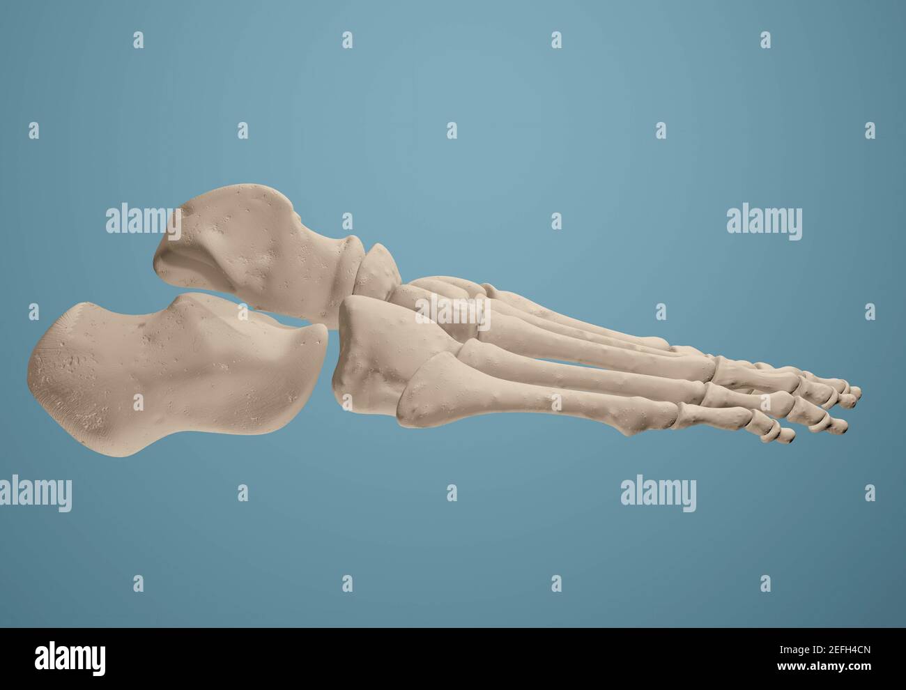 Rendering 3D che mostra le ossa del piede. Foto Stock