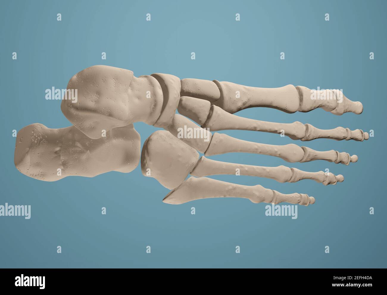 Rendering 3D che mostra le ossa del piede. Foto Stock