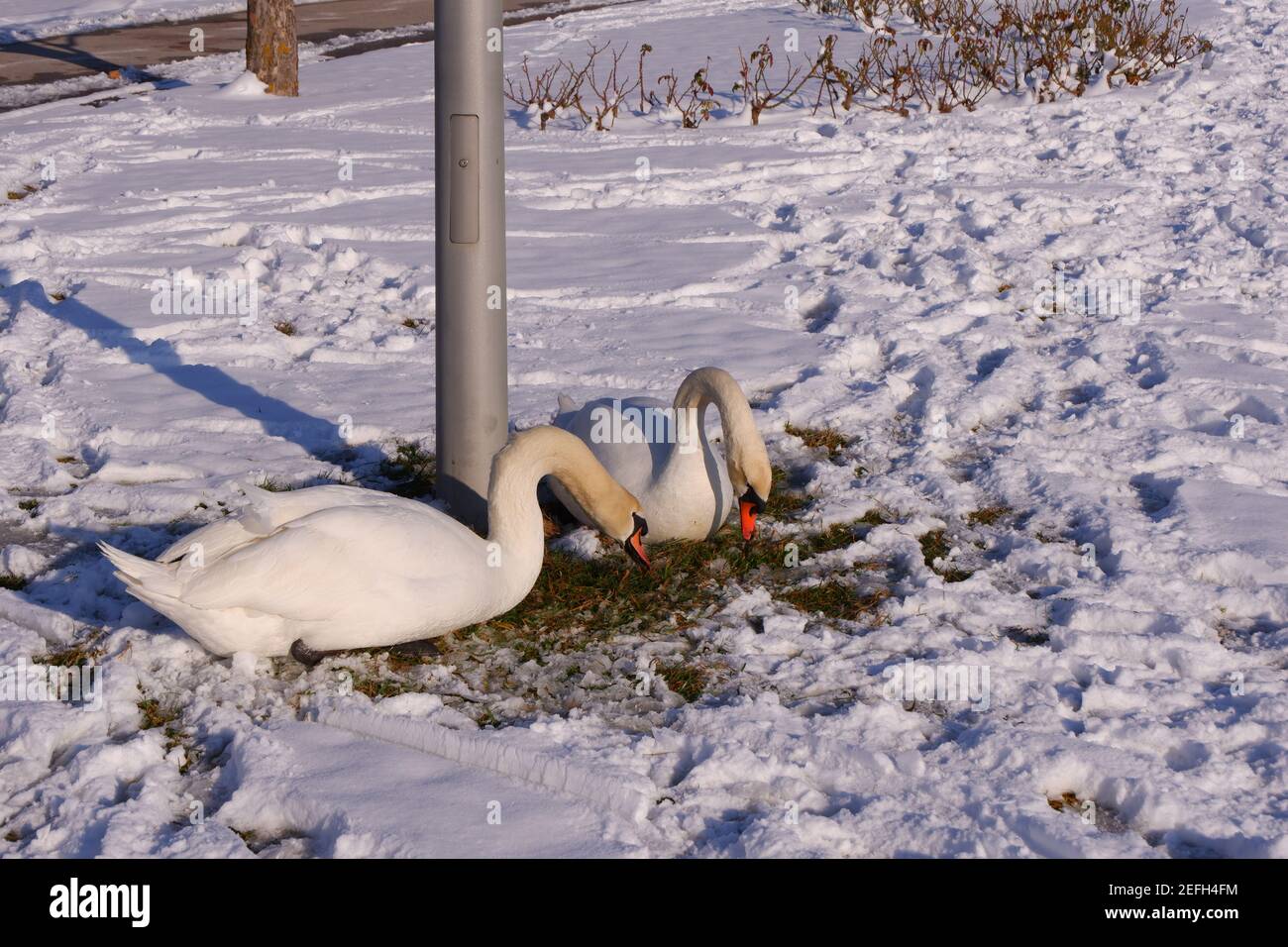 Swans che si nutrisce a neve Foto Stock
