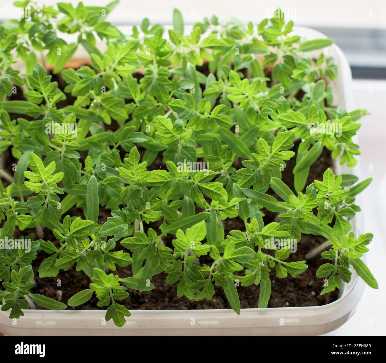 Giovani piante di pomodoro verde - piantine di verdure Foto Stock
