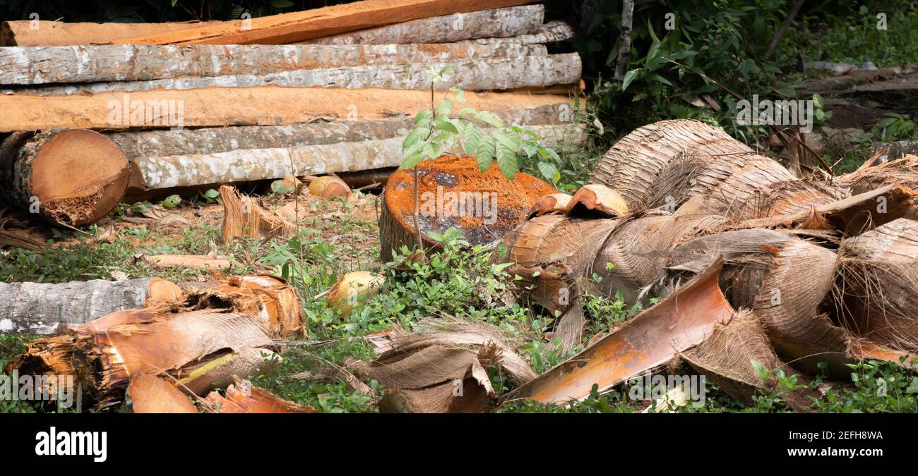 Alberi di cocco preziosi tagliati per tronchi e legname, gli esseri umani causando danni al concetto di madre natura. Foto Stock