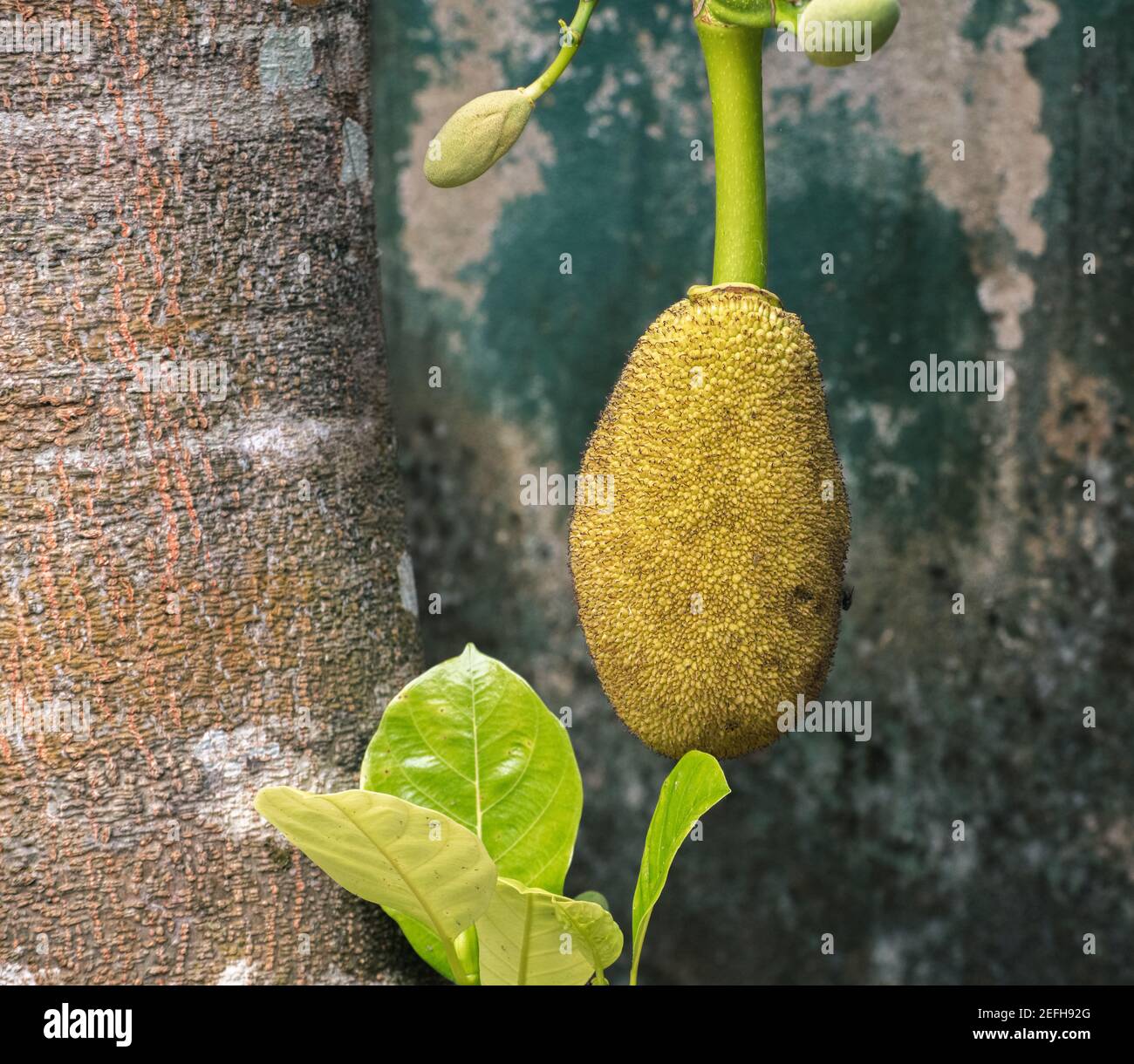 Il Jackfruit pesante isolato pende nel tronco dell'albero, la frutta grezza cresce alla dimensione ideale per raccogliere dal gambo. Foto Stock