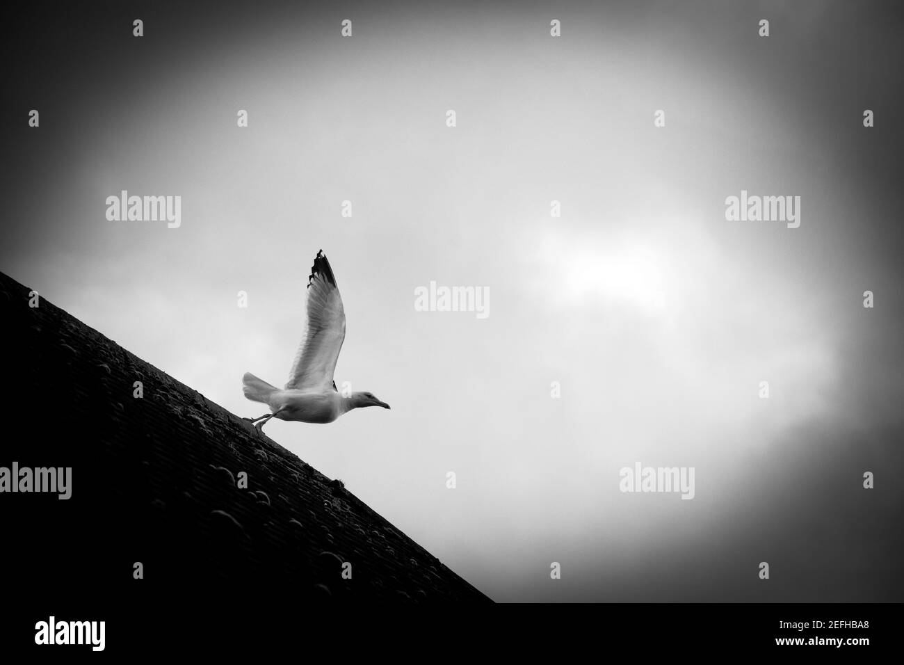 Seagull che vola dal tetto Foto Stock