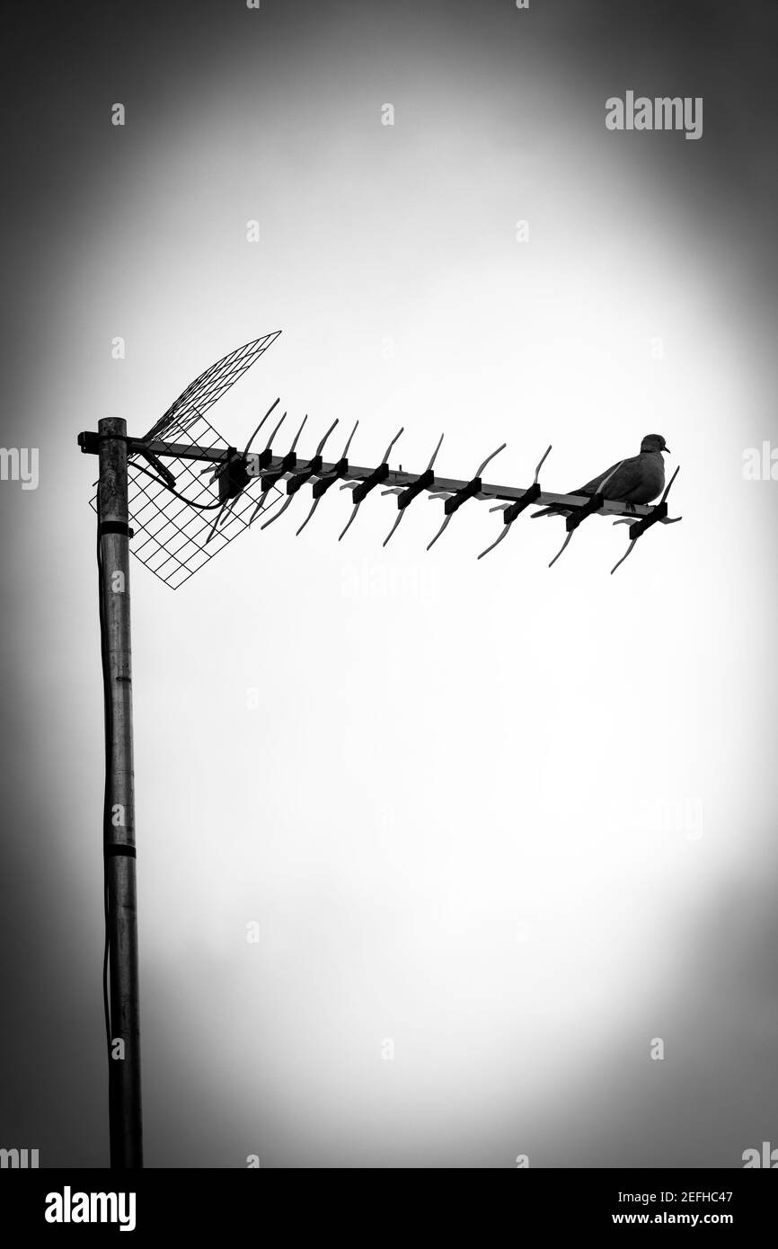Sedile Pigeon sull'antenna TV Foto Stock