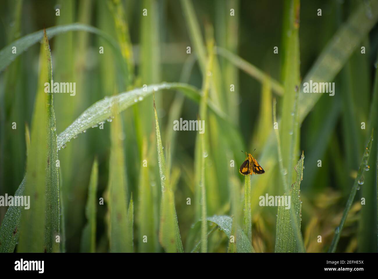 Tinta arancio nelle foglie d'erba lunghe, condizioni di rugiada al mattino, Foto Stock