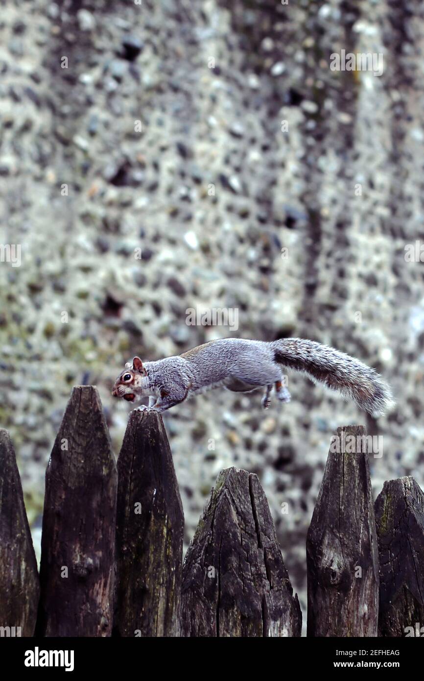 Un simpatico scoiattolo grigio salta sulla recinzione con noci in bocca, eroe dell'età del ghiaccio Foto Stock