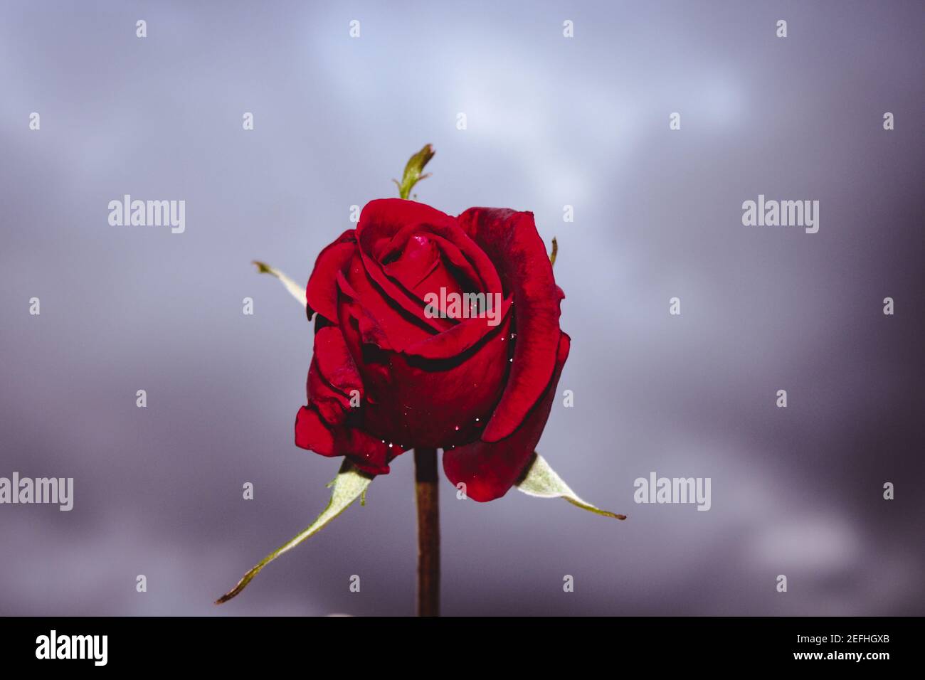Dopo la pioggia bagnata rosa rossa Foto Stock