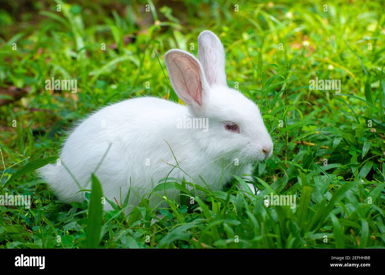 Simpatico e dolce albino coniglio coniglio bambino sul campo erba, ha avuto occhi rossi e lunghe ciglia, lunghe orecchie su, luce che passa attraverso le orecchie lunghe e p Foto Stock