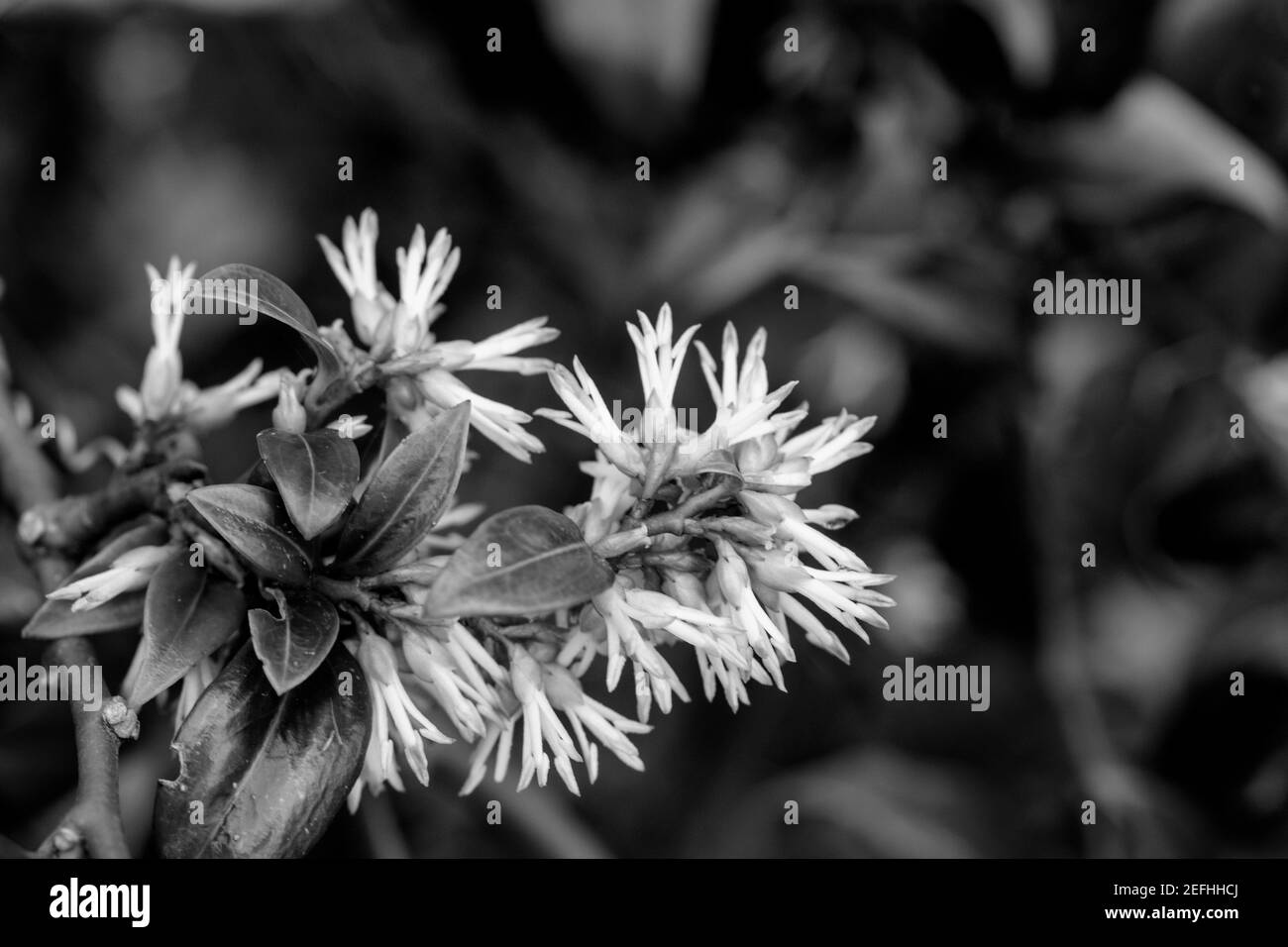 Sarcococca hookeriana (scatola dolce Himalayan) pianta sempreverde giardino, ritratto naturale delle piante Foto Stock