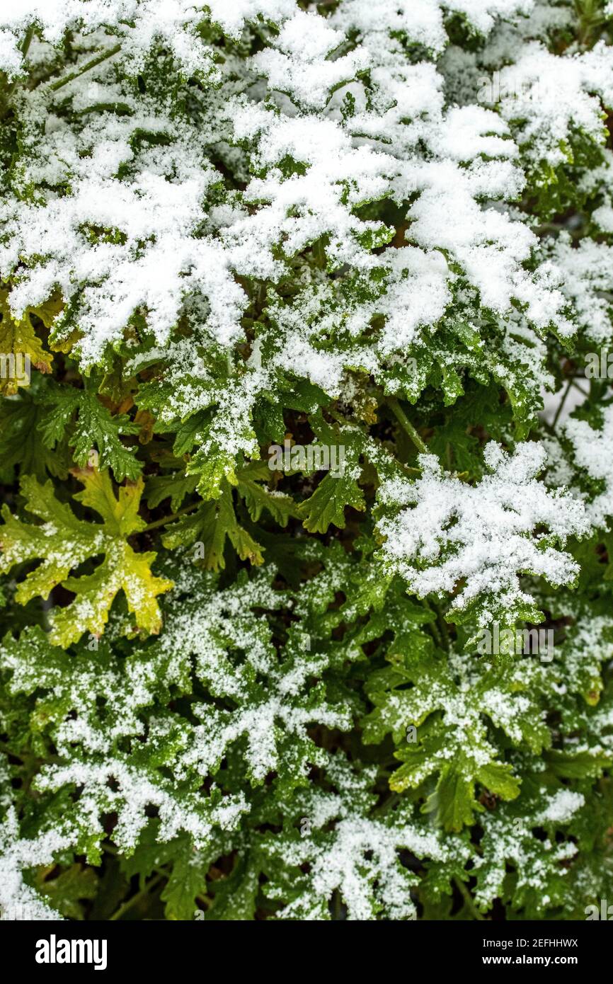 Ritratto astratto della pianta di Pelargonio, profumato al limone, geranio, quasi coperto da una leggera polvere di neve che imita foglie Foto Stock