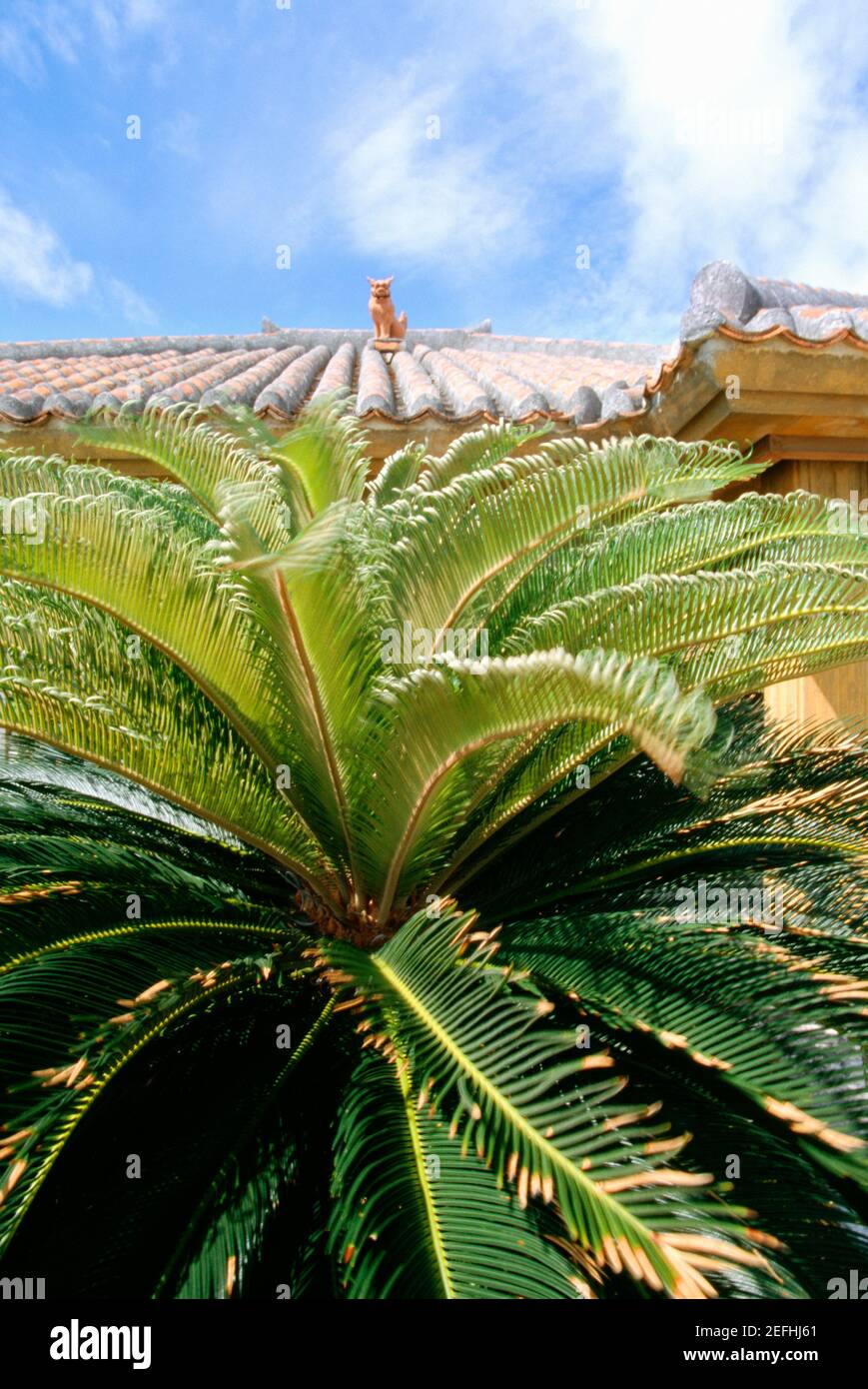 Primo piano di una palma di fronte a una casa, Isola di Taketomi, Ryukyus, Giappone Foto Stock