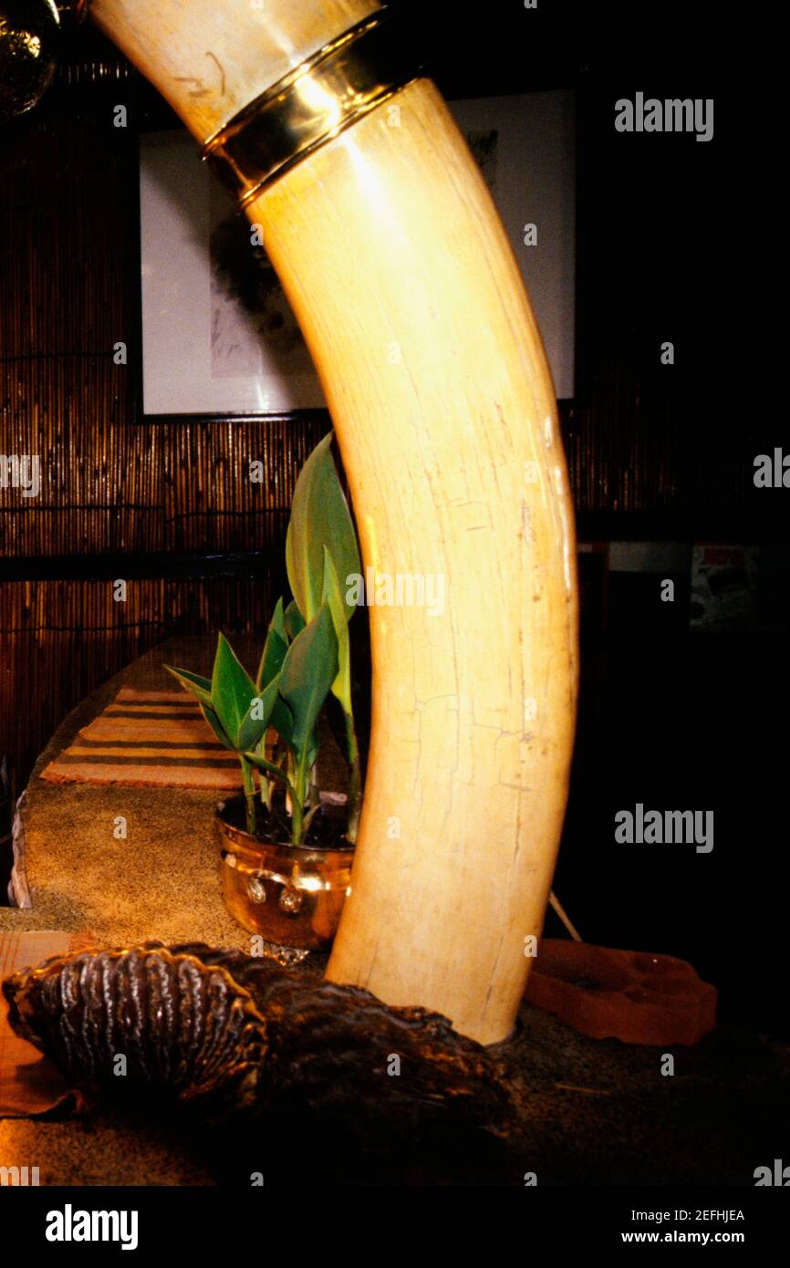Primo piano di un elephantÅ½s tusk in un bar, Elephant Bar, Tiger Tops, Chitwan National Park, Nepal Foto Stock