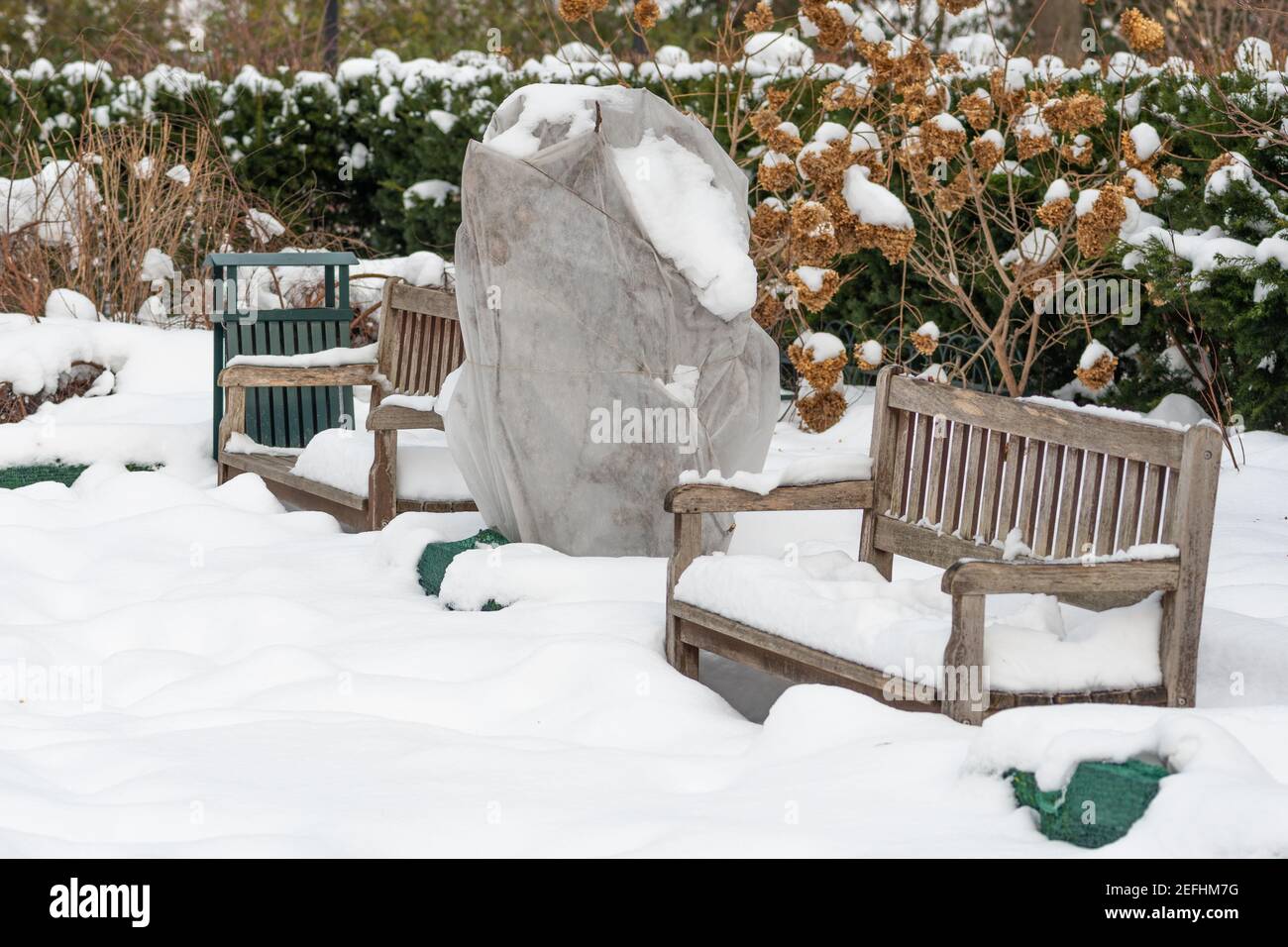 Piante e alberi in un parco o giardino coperto da neve e coperta, andana di tela, sacchi di protezione antigelo o rotolo di tessuto per proteggere Foto Stock