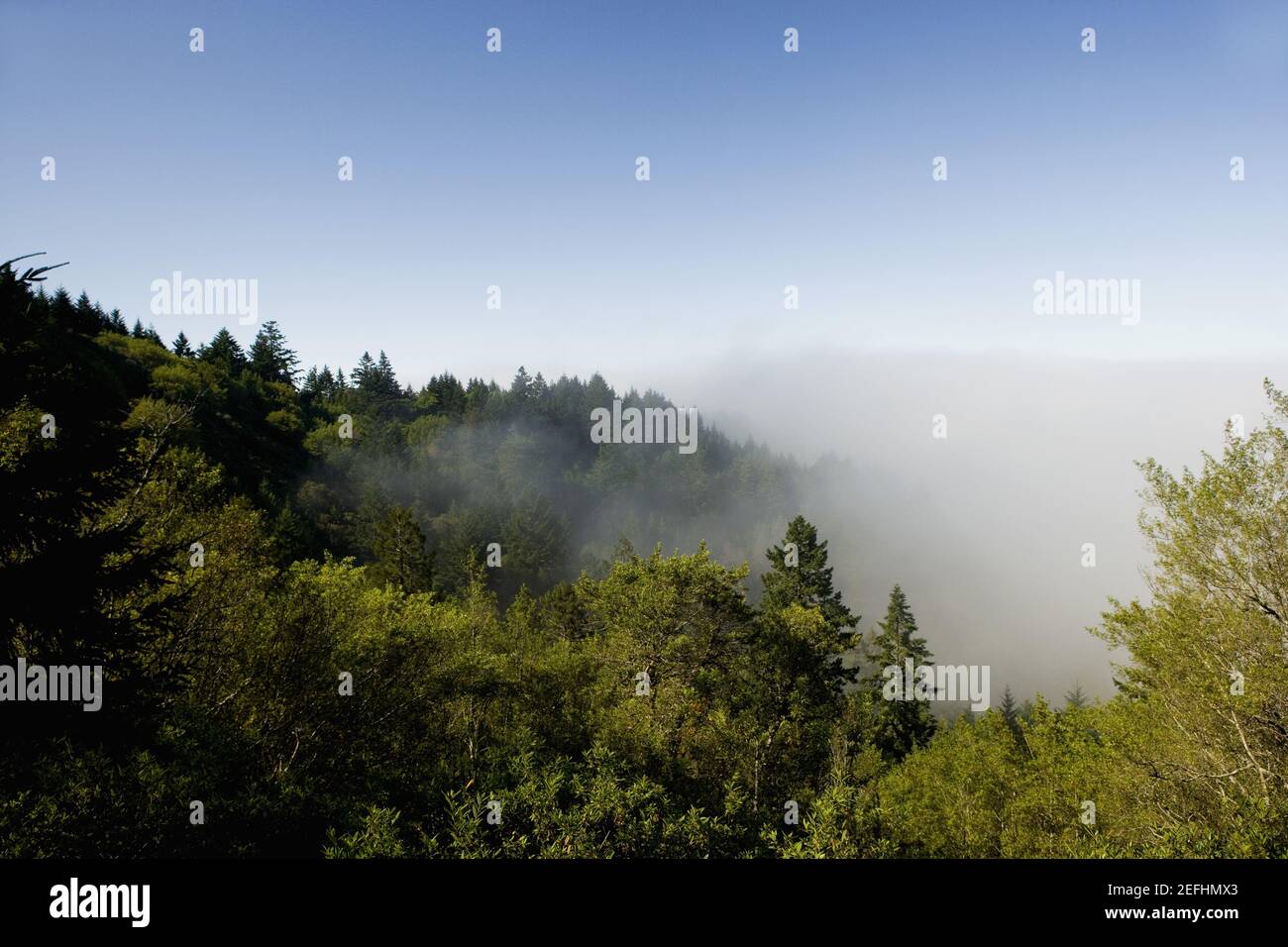 Vista ad alto angolo della nebbia negli alberi Foto Stock