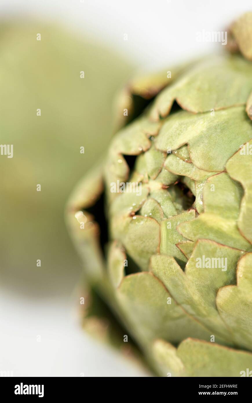 Primo piano di un carciofo (Cynara scolymus) Foto Stock