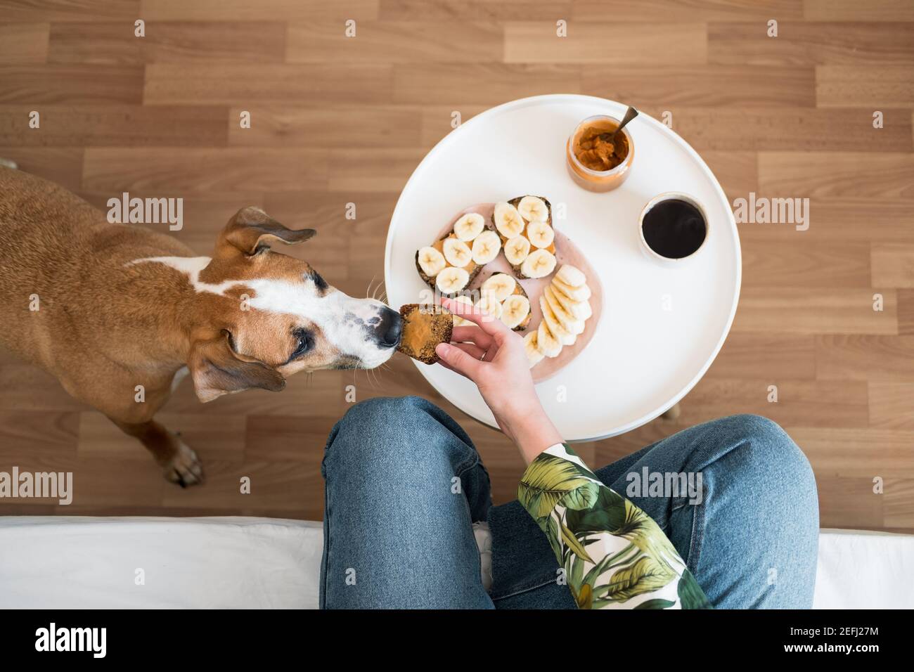 Colazione con il cane. L'uomo dà al suo animale domestico un panino di burro di arachidi, colpo dall'alto, pasti vegani sani e caffè Foto Stock