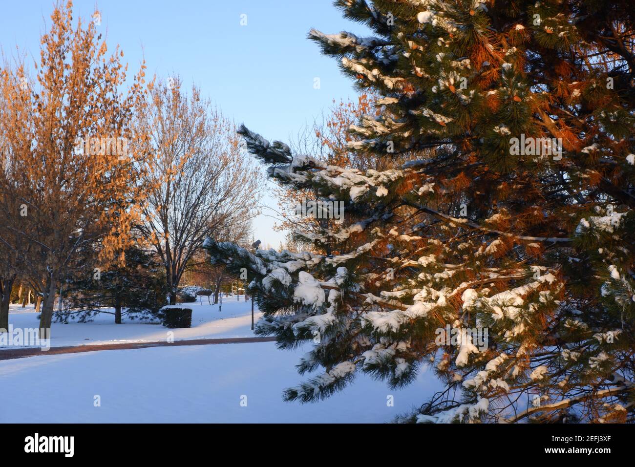 Sunbeam su pino sotto la neve in inverno Foto Stock