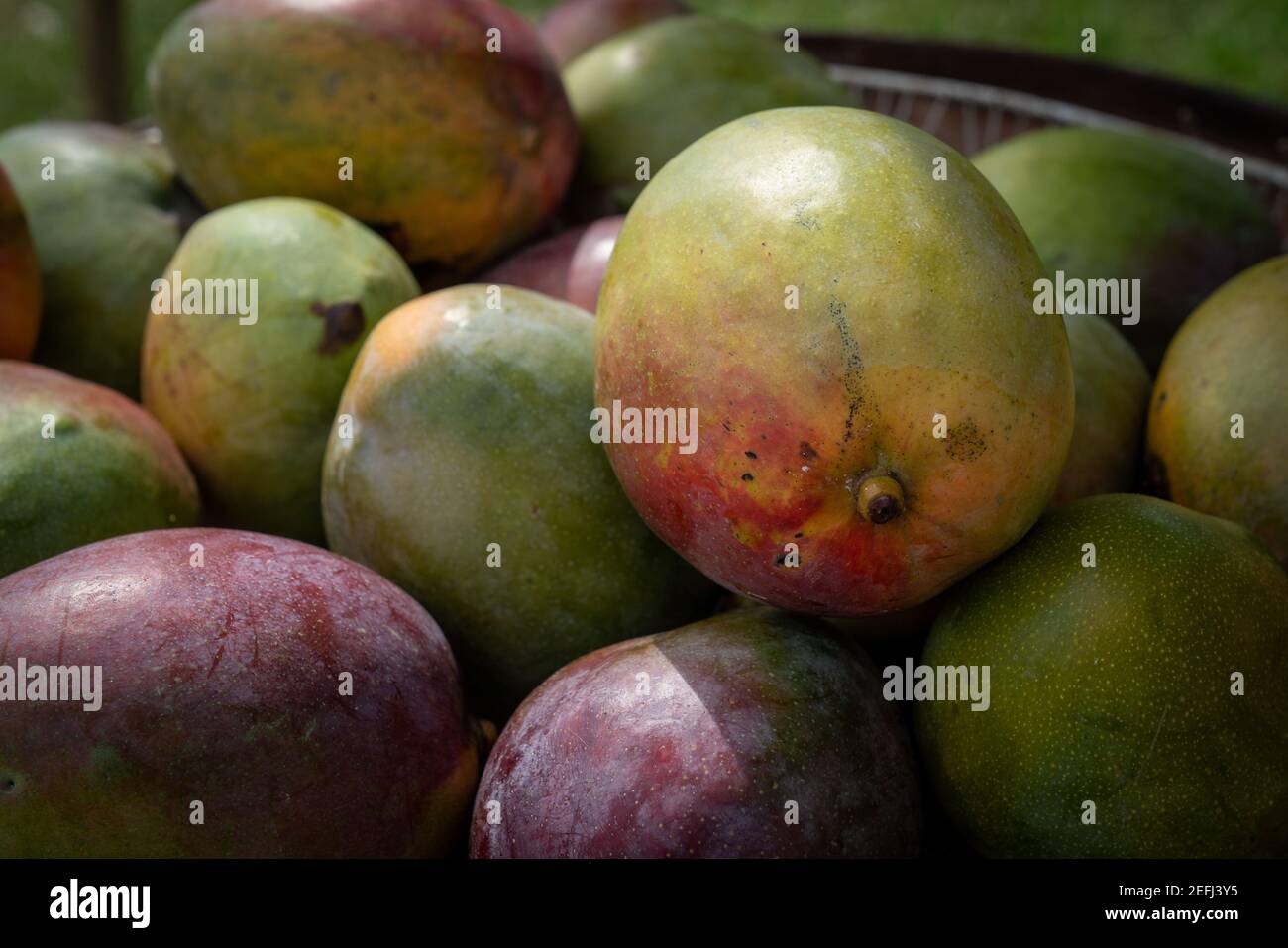 variante mango, frutto tropicale di produzione naturale e selvatica Foto Stock