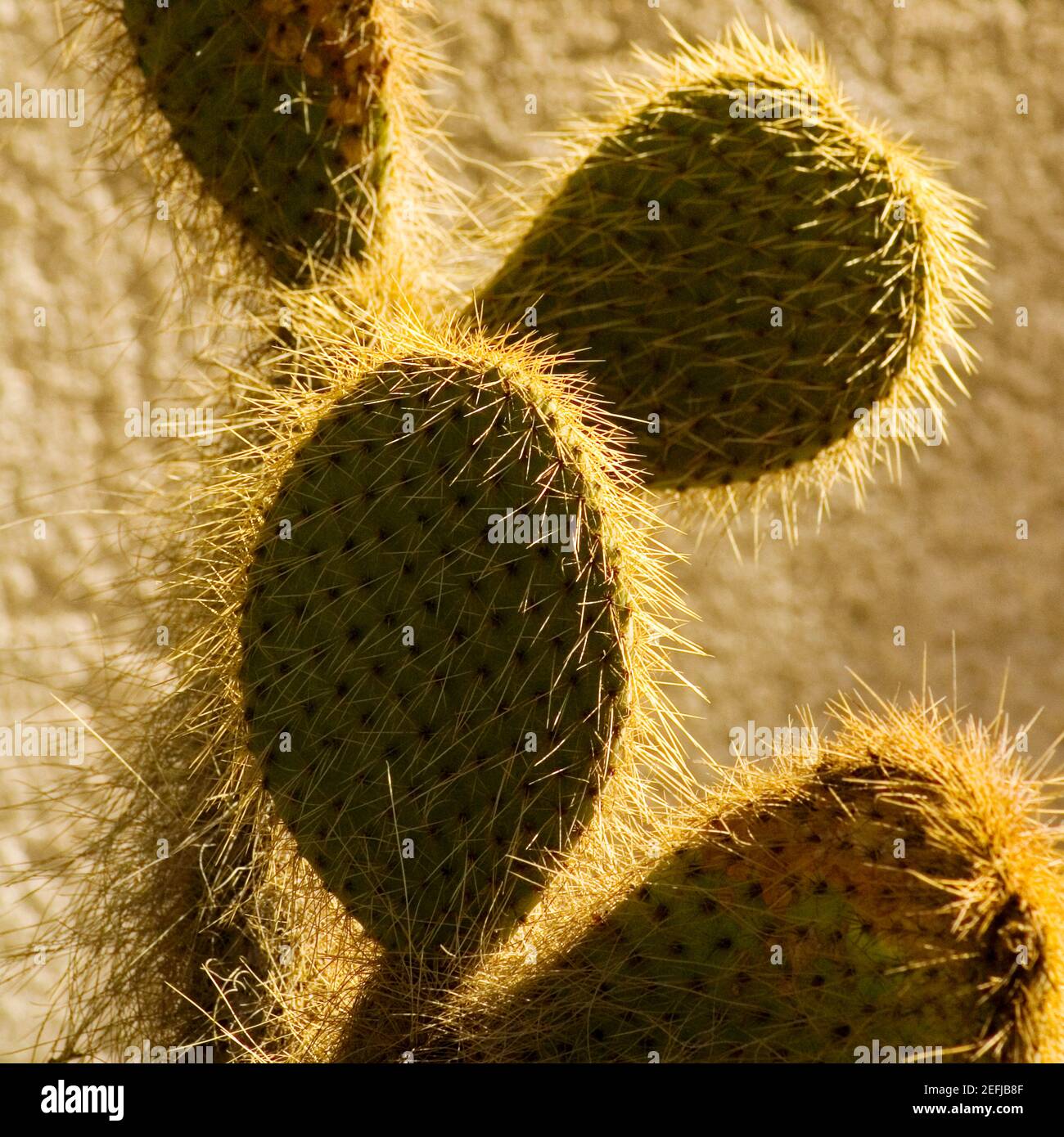 Primo piano di un cactus peloso Foto Stock