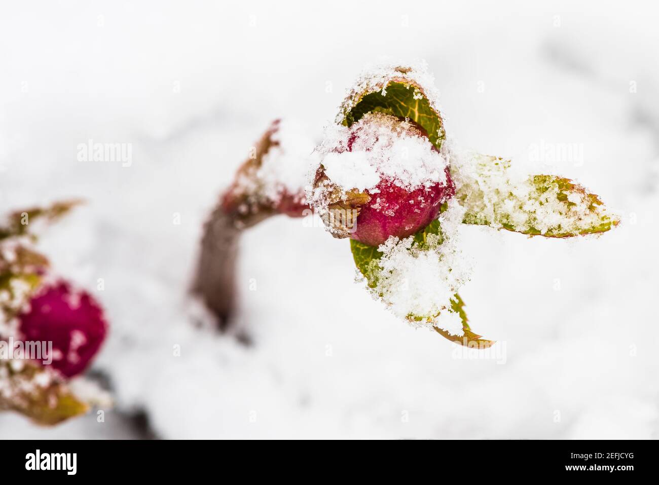 Primo piano di un germoglio di Hellebore rosso nella neve fresca, Londra, Regno Unito Foto Stock