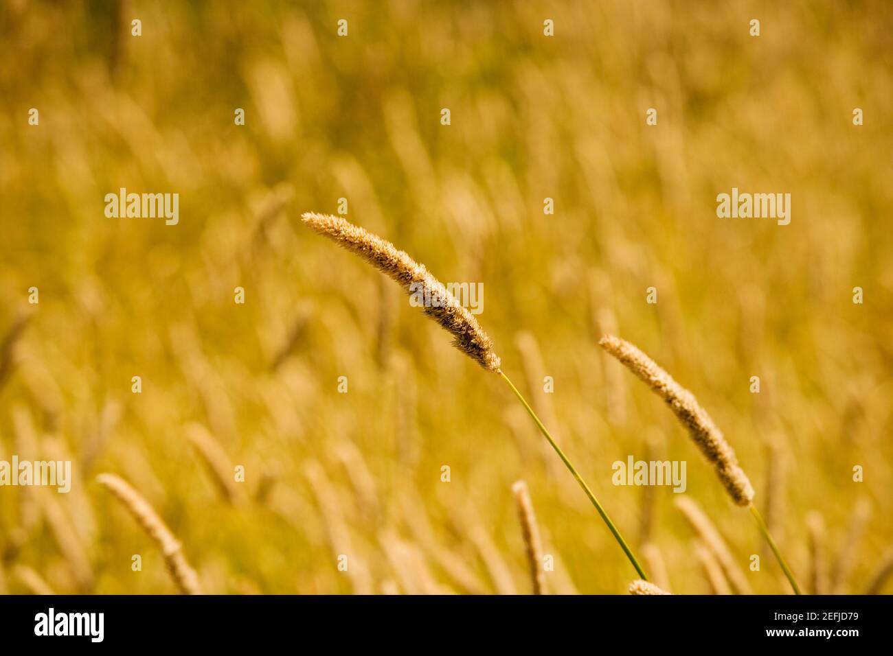 Close-up di grano in un campo Foto Stock
