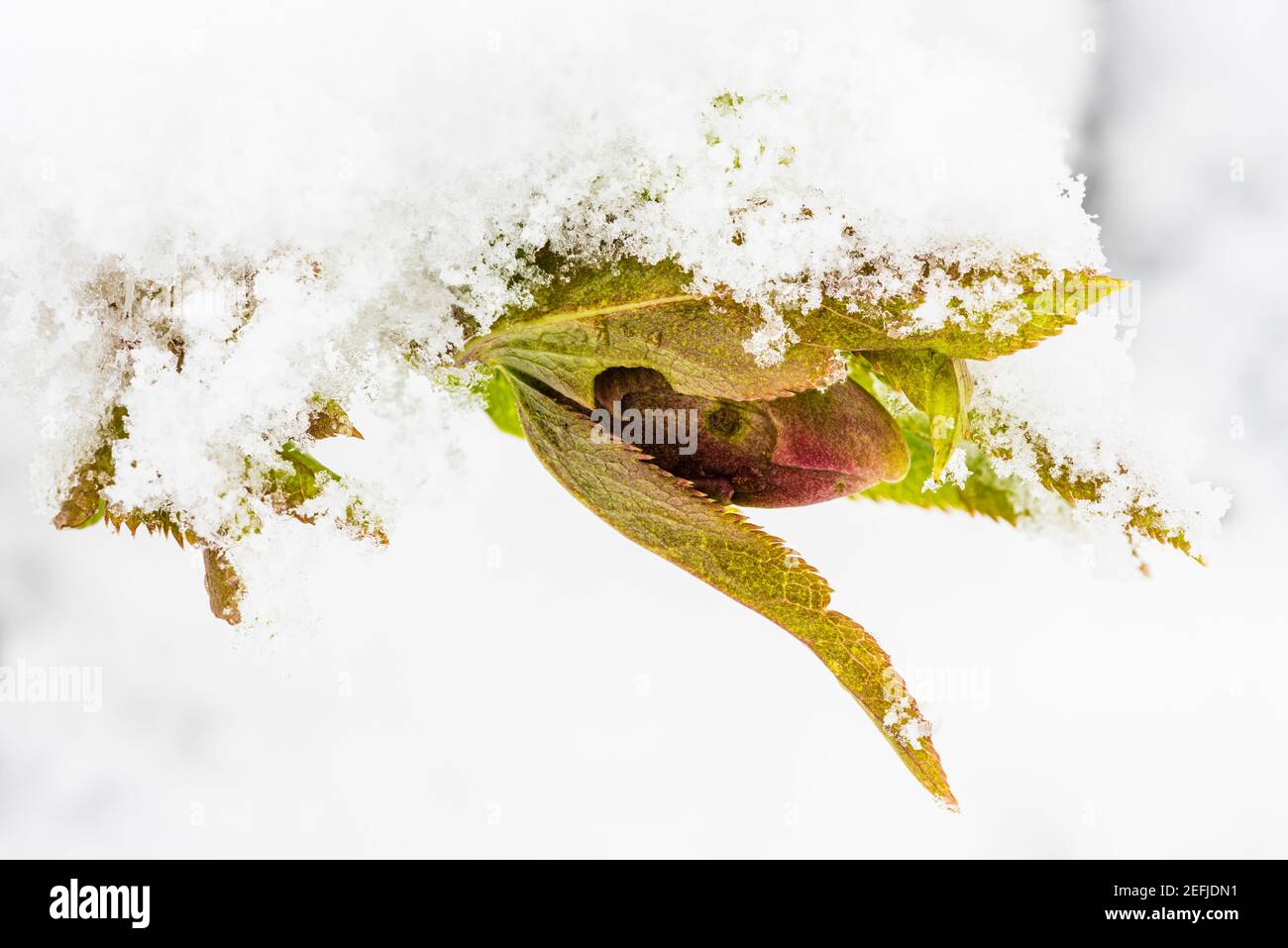 Primo piano di un germoglio di Hellebore nella neve fresca, Londra, Regno Unito Foto Stock