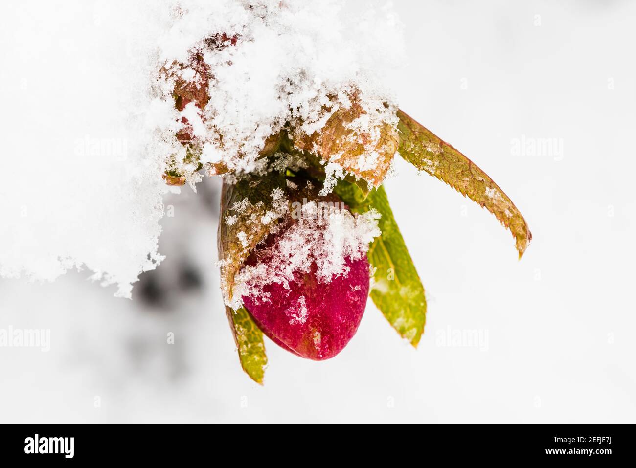 Primo piano di un germoglio di Hellebore rosso nella neve fresca, Londra, Regno Unito Foto Stock