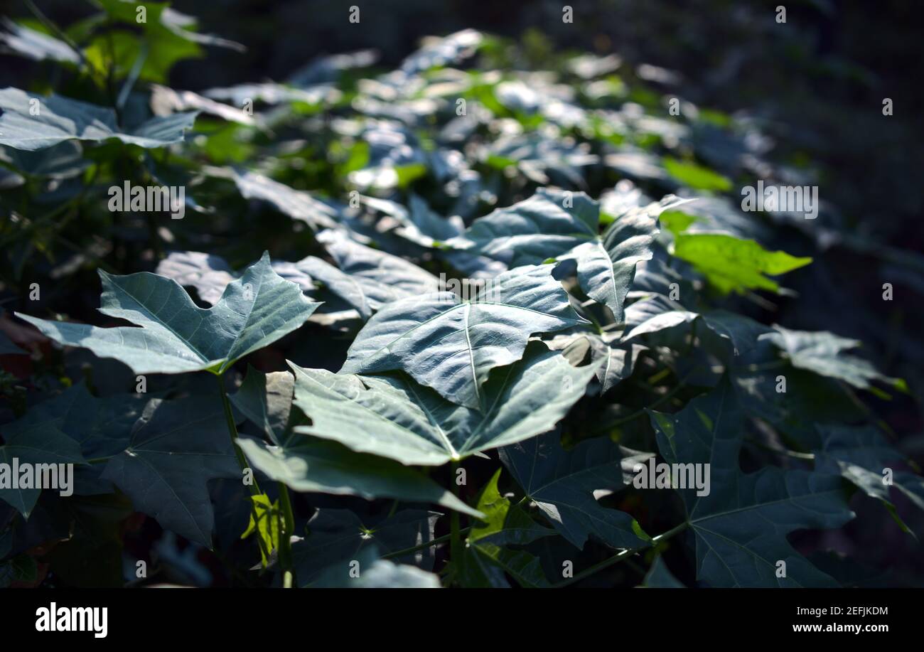 Foglie verdi sfondo astratto naturale. La natura è fresca con sfocatura, bokeh, raggi di luce solare. Testa sopra, vista laterale. Shot orizzontale. Foto Stock
