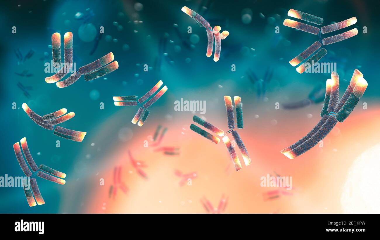 Un anticorpo monoclonale (mAb o Moab) è un anticorpo prodotto clonando un unico globuli bianchi. Coronavirus. Covid-19. Virus Foto Stock