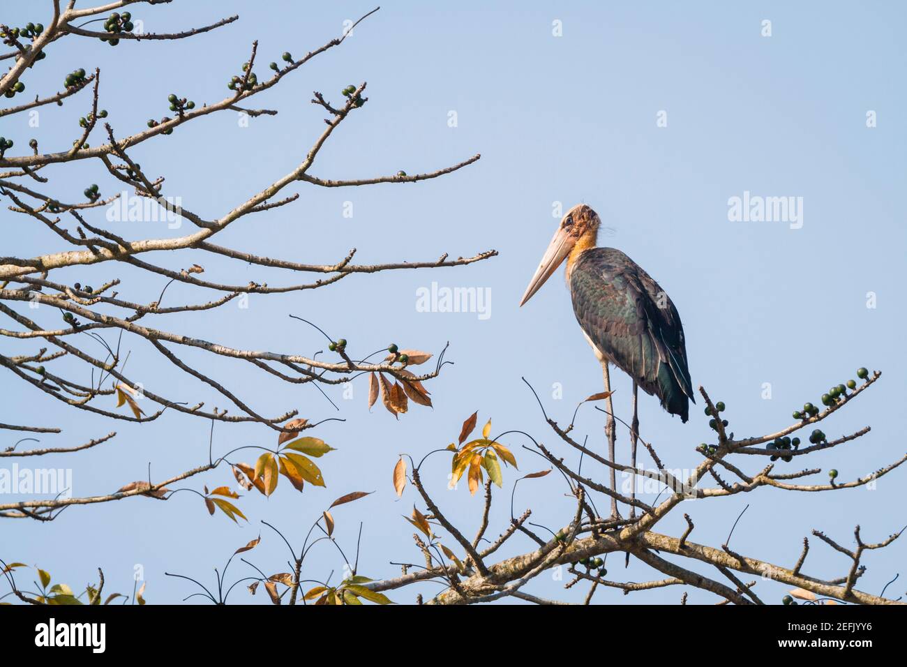 Adjutant minore (Leptoptilos javanicus) arroccato sul ramo. Nepal. Foto Stock