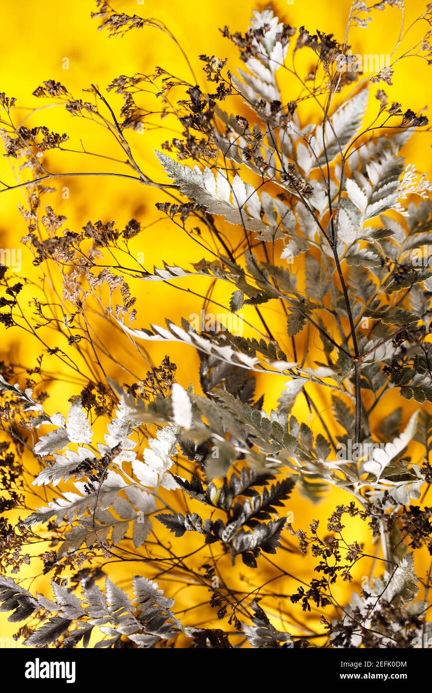 preparazione per una futura cartolina. Fiori secchi su sfondo colorato Foto Stock